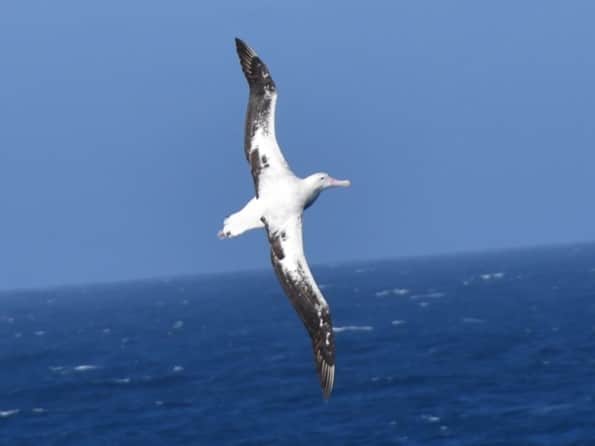 Albatros wingspan