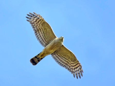 Eurasian Sparrowhawk wing span